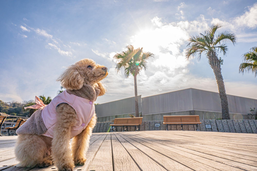 Dog in Dubai looking at skyline, bringing pet to Dubai guide